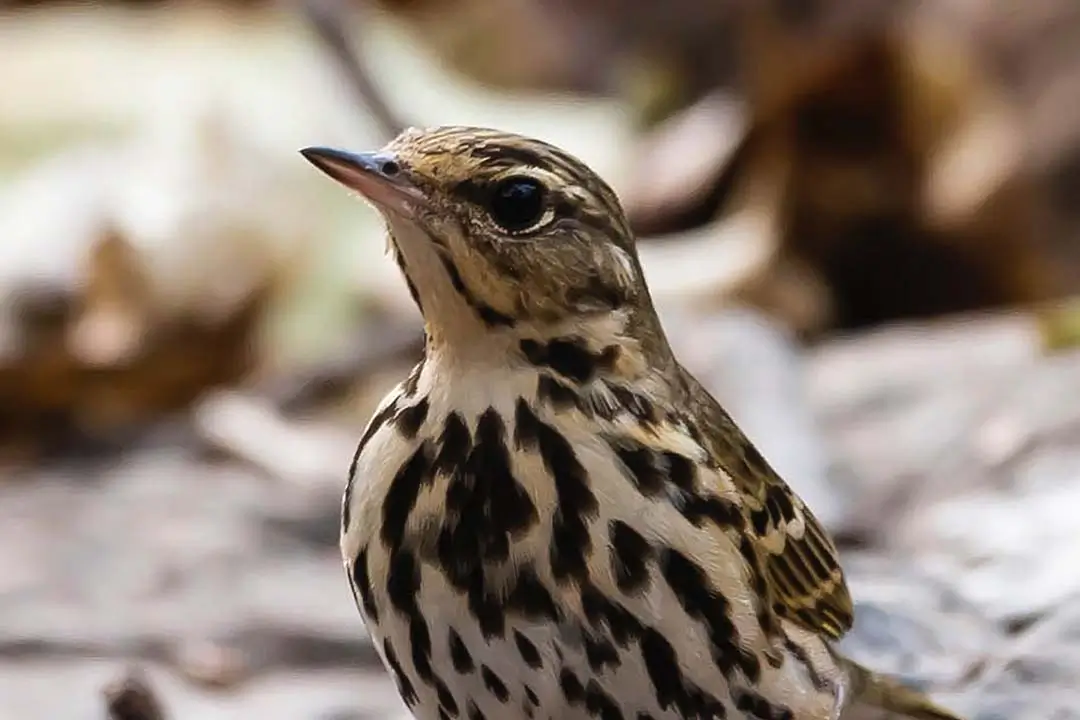 Striped pipit